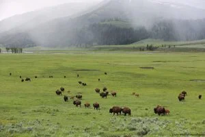 Yellowstone Nasjonalpark bison Cwoboyreiser